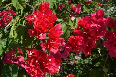 Bougainvilliers à Tulum