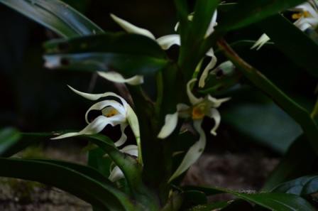 Monteverde, Orchidée
