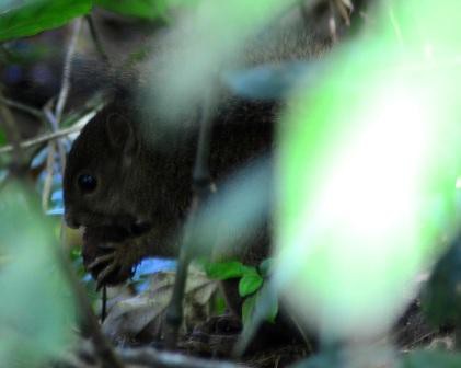 Monteverde, Ecureuil