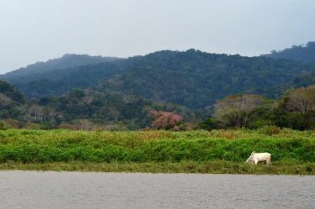 Tarcoles, Rio Grande de Tarcoles