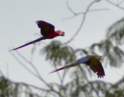 Tarcoles, Aras macaw