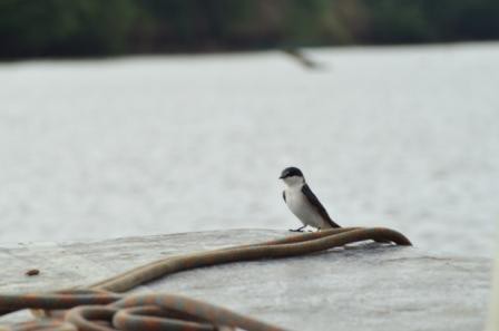 Tarcoles, Hirondelle