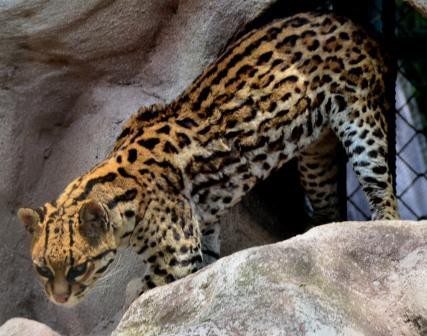 Tigrillo, Guayllabamba