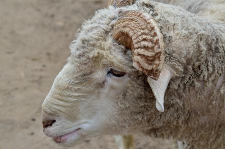 Bélier, Guayllabamba