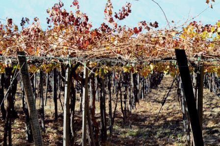 Vignoble, Cafayate