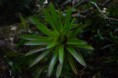 /album/costa-rica/a166-monteverde-bromelia-jpg/
