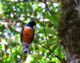 /album/costa-rica/a173-monteverde-trogon-jpg/