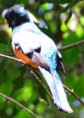 /album/costa-rica/a174-monteverde-trogon-jpg/